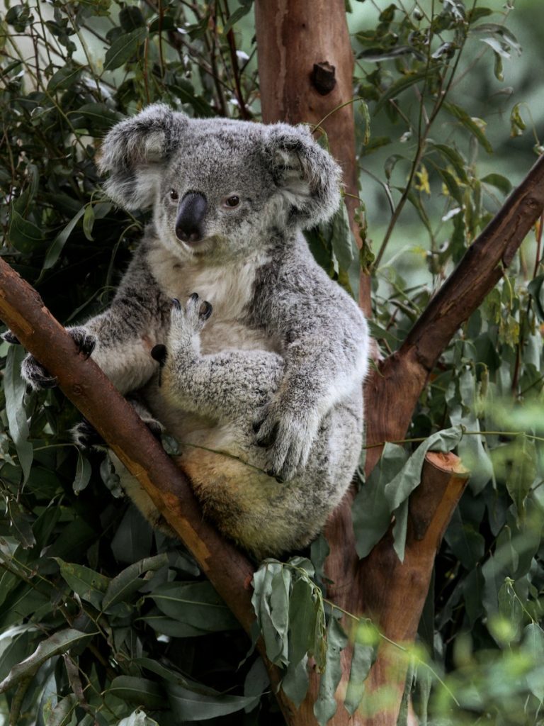 Koala on Tree