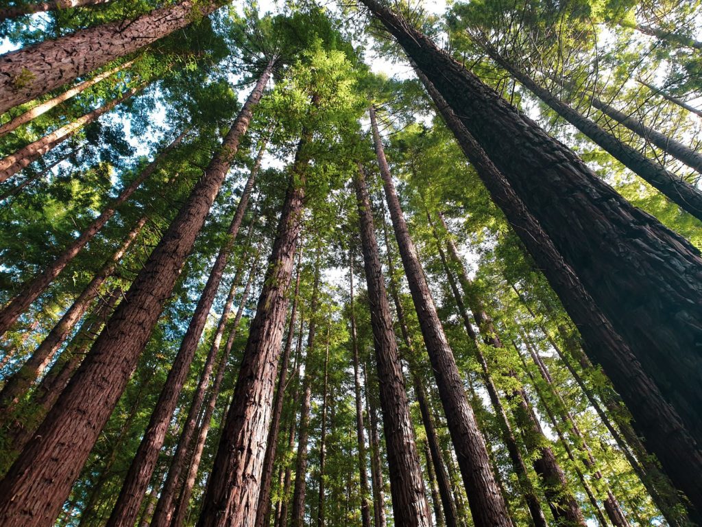 Low Angle Photography of Tall Trees