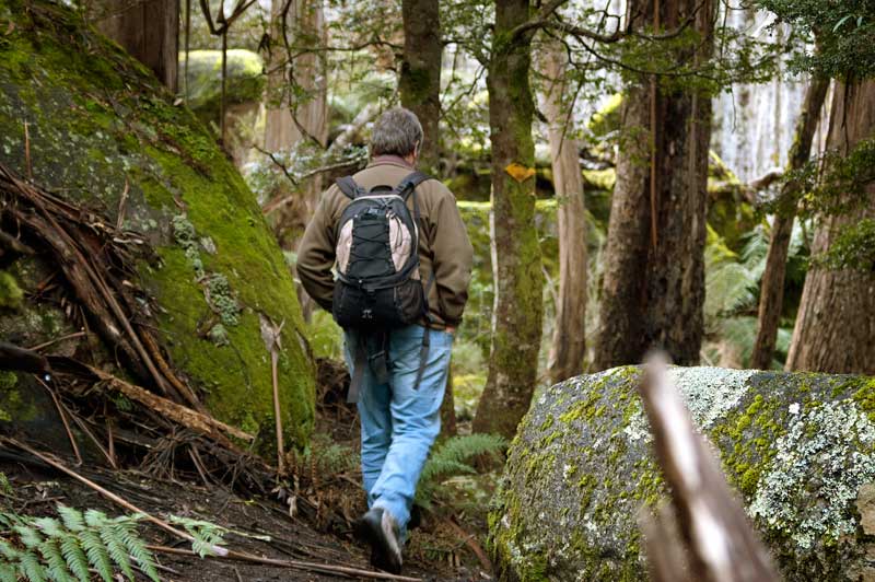 enjoying the peace and tranquility while bushwalking in the mountain forest around Mt Erica