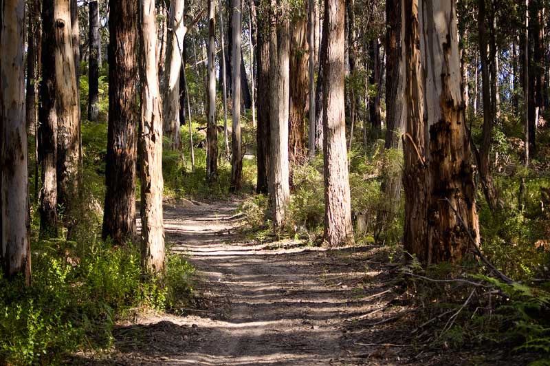 The Erica Mountain Bike Park