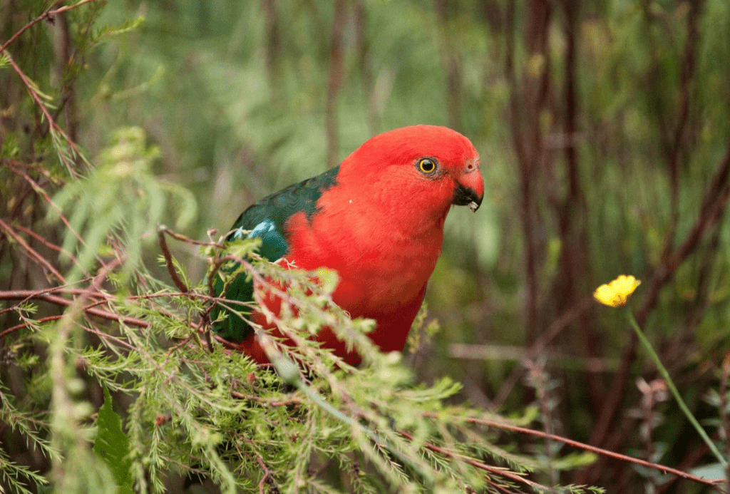 Wild life abound in the native Austrlain forests. Wildlife enthusists will love the variety of native Australian fauna and flora